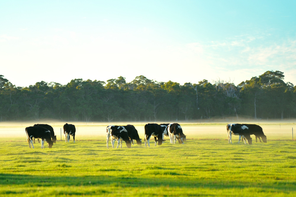 Dairy Cattle In Foggy Morning